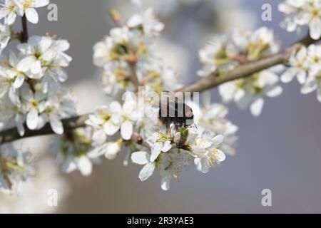 Une abeille à queue de Buff (Bombus Terrestris) fourrager sur les fleurs d'un arbre de fruits Damson (Prunus insititia) au printemps Sunshine Banque D'Images