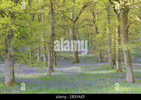 La lumière du soleil a été appliquée sur un tapis de cloches d'Amérique (jacinthoides non-scripta) sous les chênes de Kinclaven (anciennement Ballathie) Bluebell Wood Banque D'Images