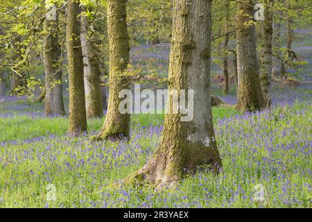 Tapis de cloches bleues (jacinthoides non-scripta) autour des troncs de chêne recouverts de mousse dans le bois de Kinclaven Bluebell, une forêt ancienne, en mai Banque D'Images