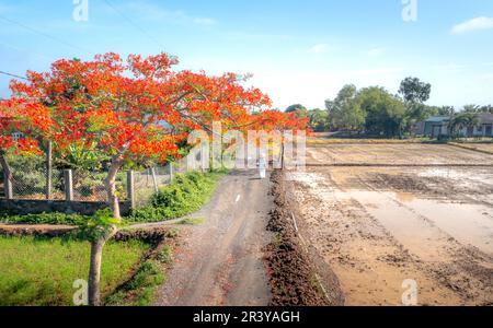 Long an province, Vietnam - 23 mai 2023: Une écolière blanc ao dai et des grappes de fleurs de phoenix fleurissent sur le chemin de l'école dans la province de long an, Vietnam Banque D'Images