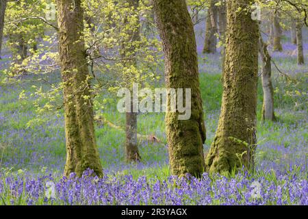 La mousse couvrait des chênes dans la forêt ancienne à Kinclaven Bluebell Wood dans le Perthshire avec des cloches amérindiennes (jacinthoides non-scripta) en Fleur Banque D'Images