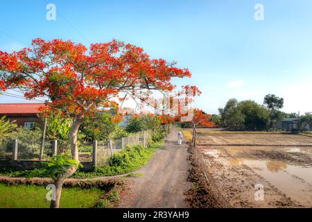 Long an province, Vietnam - 23 mai 2023: Une écolière blanc ao dai et des grappes de fleurs de phoenix fleurissent sur le chemin de l'école dans la province de long an, Vietnam Banque D'Images