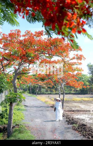 Long an province, Vietnam - 23 mai 2023: Une écolière blanc ao dai et des grappes de fleurs de phoenix fleurissent sur le chemin de l'école dans la province de long an, Vietnam Banque D'Images