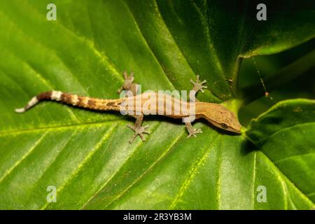 Madagascar Clawless Gecko, Ebenavia inunguis, Parc National de Ranomafana, Madagascar faune Banque D'Images