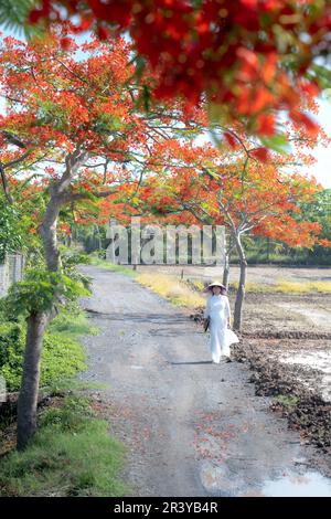 Long an province, Vietnam - 23 mai 2023: Une écolière blanc ao dai et des grappes de fleurs de phoenix fleurissent sur le chemin de l'école dans la province de long an, Vietnam Banque D'Images