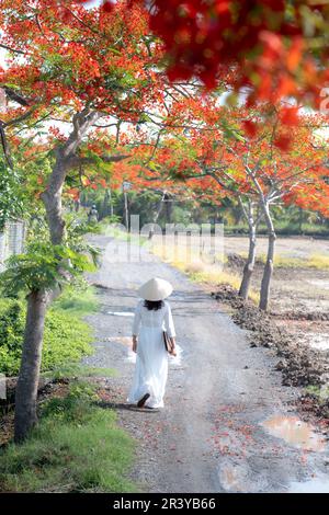 Long an province, Vietnam - 23 mai 2023: Une écolière blanc ao dai et des grappes de fleurs de phoenix fleurissent sur le chemin de l'école dans la province de long an, Vietnam Banque D'Images