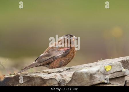 Rosy-finch à couronne grise assis sur un rocher Banque D'Images