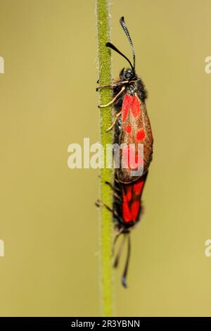 Zygaena loti, connu sous le nom de Slender Scotch burnett (appariement) Banque D'Images