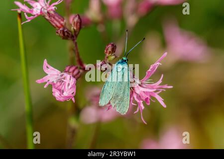 Adscita stattex, syn. Procris statices, connu sous le nom de Green Forester, Forester, Moth Banque D'Images