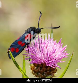 Zygaena filipendulae, connue sous le nom de burnett à six points, burnett à six points Banque D'Images