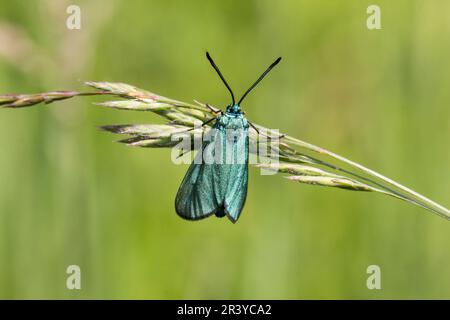 Adscita stattex, syn. Procris statices, connu sous le nom de Green Forester, Forester, Moth Banque D'Images