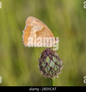 Maniola jurtina, connue sous le nom de papillon brun Meadow (femelle) Banque D'Images