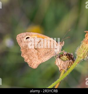 Maniola jurtina, connue sous le nom de papillon brun Meadow (femelle) Banque D'Images