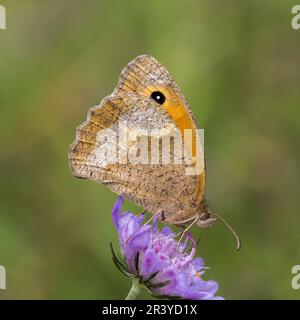 Maniola jurtina, connue sous le nom de papillon brun Meadow (femelle) Banque D'Images