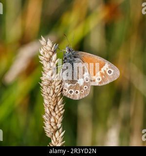 Coenonympha tullia, connu sous le nom de ringlet commun, grand heath Banque D'Images