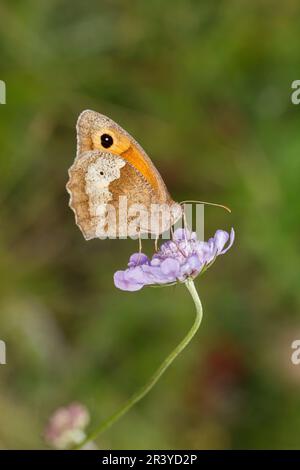 Maniola jurtina, connue sous le nom de papillon brun Meadow (femelle) Banque D'Images