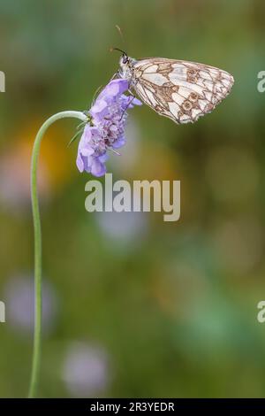 Melanargia galathea, connue sous le nom de papillon blanc marbré Banque D'Images