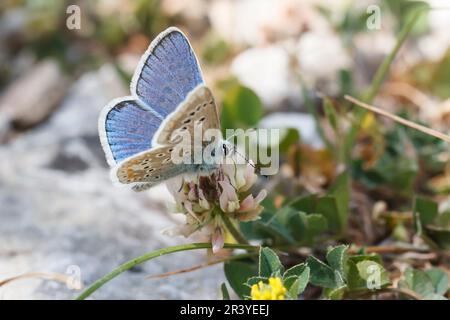 Polyommatus dorylas (mâle), connu sous le nom de papillon bleu turquoise Banque D'Images