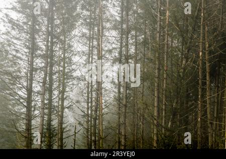 Forêt dans la brume Banque D'Images