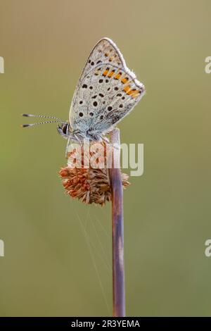 Lycaena tityrus (mâle), connu sous le nom de papillon en cuivre Sooty Banque D'Images