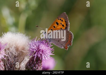 Lycaena phlaeas, connu sous le nom de petit cuivre, cuivre commun, cuivre américain Banque D'Images