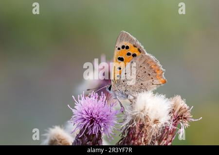 Lycaena phlaeas, connu sous le nom de petit cuivre, cuivre commun, cuivre américain Banque D'Images