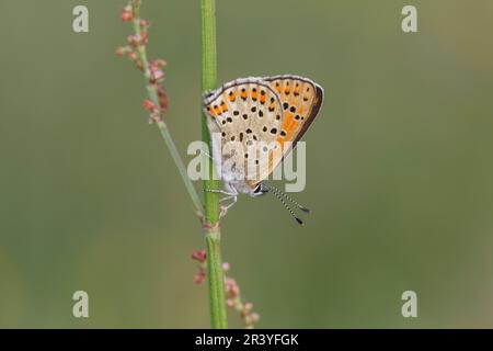 Lycaena tityrus (femelle), connu sous le nom de papillon en cuivre Sooty Banque D'Images