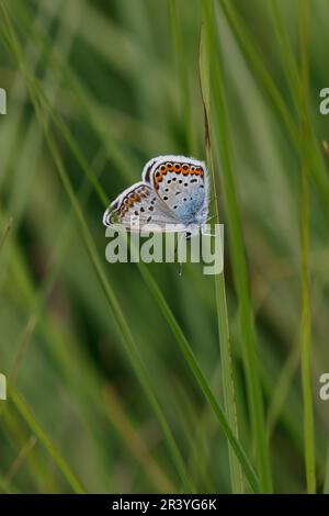 Plebejus argus, connu sous le nom de bleu argenté (papillon mâle d'Allemagne) Banque D'Images