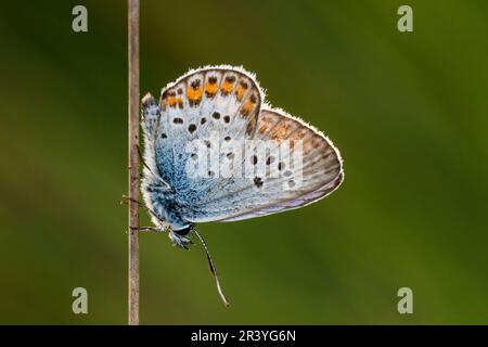 Plebejus argus, connu sous le nom de bleu argenté (papillon mâle d'Allemagne) Banque D'Images