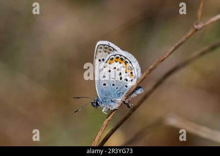 Plebejus argus, connu sous le nom de bleu argenté (papillon mâle d'Allemagne) Banque D'Images