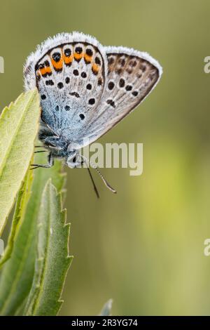 Plebejus argus, connu sous le nom de bleu argenté (papillon mâle d'Allemagne) Banque D'Images