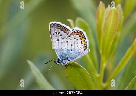 Plebejus argus, connu sous le nom de bleu argenté (papillon mâle d'Allemagne) Banque D'Images