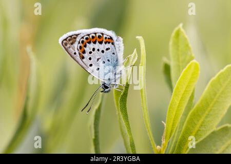 Plebejus argus, connu sous le nom de bleu argenté (papillon mâle d'Allemagne) Banque D'Images