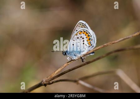 Plebejus argus, connu sous le nom de bleu argenté (papillon mâle d'Allemagne) Banque D'Images