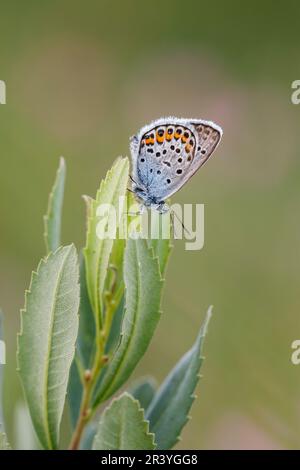 Plebejus argus, connu sous le nom de bleu argenté (papillon mâle d'Allemagne) Banque D'Images