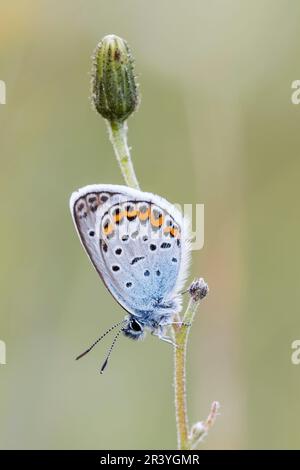 Plebejus argus, connu sous le nom de bleu argenté (papillon mâle d'Allemagne) Banque D'Images