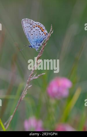 Plebejus argus, connu sous le nom de bleu argenté (papillon mâle d'Allemagne) Banque D'Images