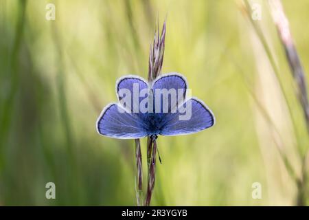 Polyommatus icarus (papillon mâle) connu sous le nom de papillon bleu commun, bleu commun Banque D'Images
