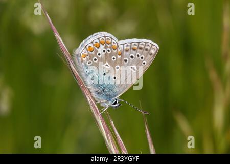 Polyommatus icarus (papillon mâle) connu sous le nom de papillon bleu commun, bleu commun Banque D'Images