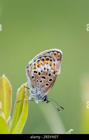 Plebejus argus (femelle) papillon bleu argenté d'Allemagne Banque D'Images