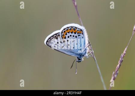 Plebejus argus, connu sous le nom de bleu argenté (papillon mâle d'Allemagne) Banque D'Images