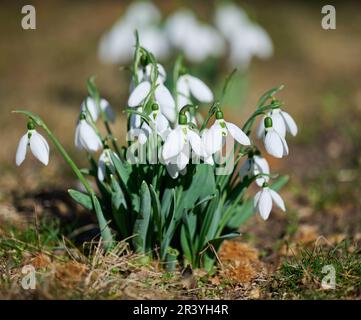 Des gouttes de neige en pleine croissance avec des fleurs blanches au milieu de la forêt, des fleurs printanières. Banque D'Images
