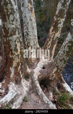 Grand arbre d'avion hybride, espèce Platanus, avec tronc d'arbre quadruple et motif de Bark caractéristique Banque D'Images