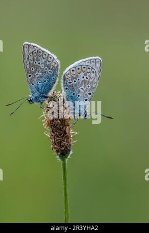Polyommatus icarus (papillons mâles, connus sous le nom de papillon bleu commun, bleu commun Banque D'Images