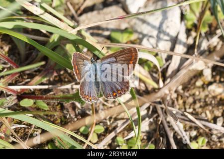 Polyommatus icarus (papillon femelle bleu), papillon bleu commun, bleu commun Banque D'Images