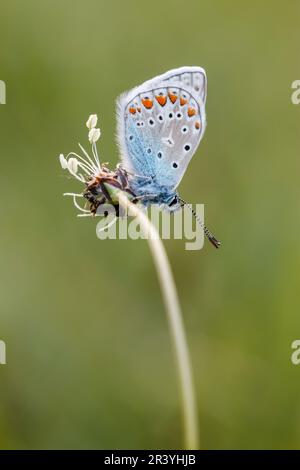 Polyommatus icarus (papillon mâle) connu sous le nom de papillon bleu commun, bleu commun Banque D'Images