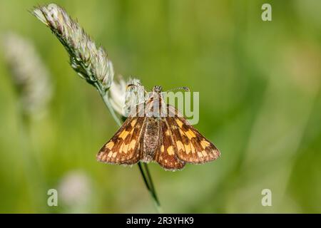 Carterocephalus palaemon, connu sous le nom de papillon à damiers Banque D'Images