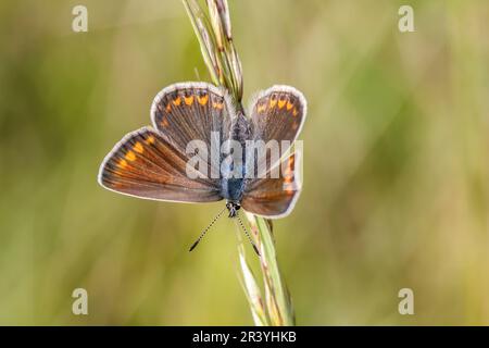 Polyommatus icarus (papillon femelle bleu), papillon bleu commun, bleu commun Banque D'Images