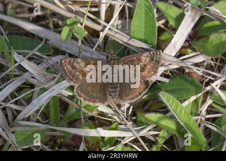 Erynnis tages, connu sous le nom de skipper dingy Banque D'Images