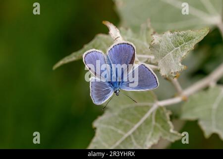 Polyommatus icarus (papillon mâle) connu sous le nom de papillon bleu commun, bleu commun Banque D'Images